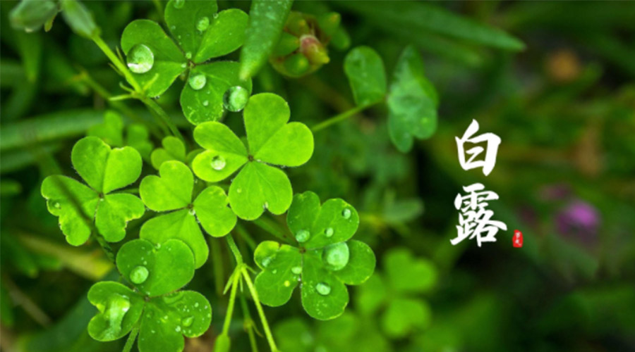 白露時(shí)節！ 金環(huán)電器提醒大家要注意這些事項